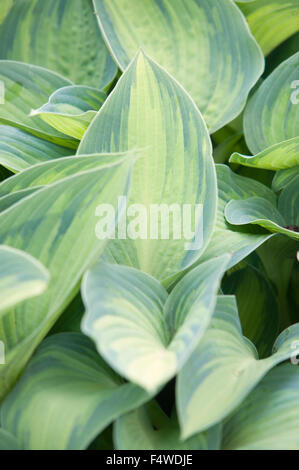 HOSTA TARDIANA GROUP JUNE Stock Photo