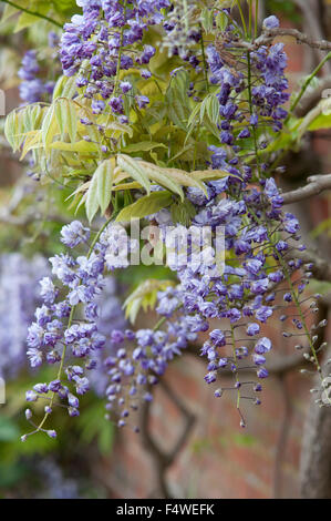 WISTERIA FLORIBUNDA YAE-KOKURYU Stock Photo