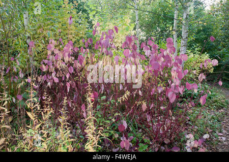 CORNUS ALBA SIBIRICA Stock Photo