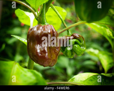 Two Habanero chili peppers still on a plant, one of them reminds on human face. Stock Photo