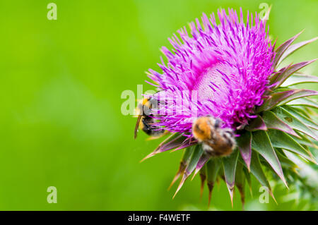 animal background beautiful beauty bee biology blossom close-up closeup collecting color colorful field flora floral flower flow Stock Photo