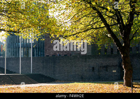 London Plane tree near Coventry Cathedral in autumn, West Midlands, England, UK Stock Photo