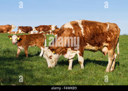 Brown and white dairy cows, calwes and bulls in pasture Stock Photo - Alamy
