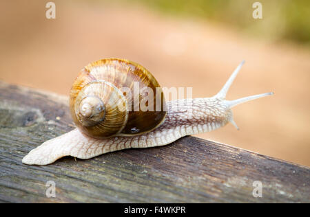 Big snails on wooden table after rain Stock Photo