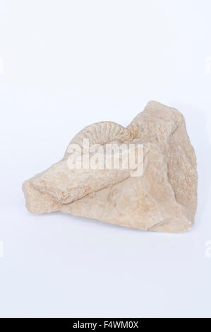 Portrait of real ammonite fossil, Amaltheus, embedded in a rock. Stock Photo