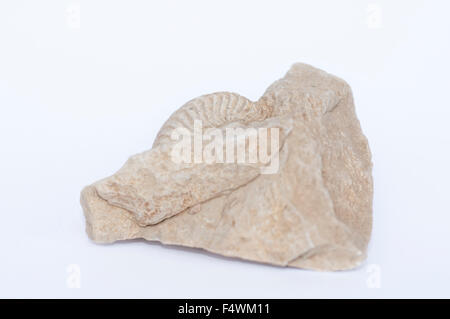 Portrait of real ammonite fossil, Amaltheus, embedded in a rock. Stock Photo