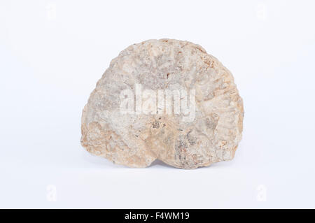Portrait of real ammonite fossil. Amaltheus. Stock Photo