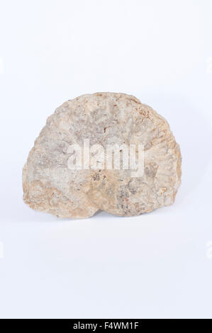 Portrait of real ammonite fossil, Amaltheus. Stock Photo
