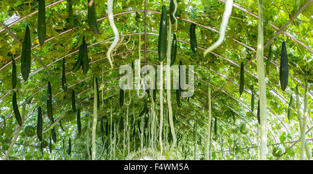 snake cucumber, cucumber, stem Stock Photo: 89075102 - Alamy