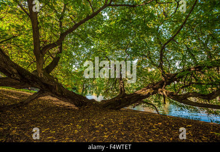 Italy Piedmont Turin 23th October 2015 Autumn in Valentino Park Credit:  Realy Easy Star/Alamy Live News Stock Photo