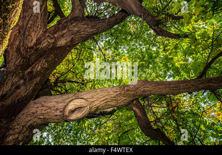 Italy Piedmont Turin 23th October 2015 Autumn in Valentino Park Credit:  Realy Easy Star/Alamy Live News Stock Photo