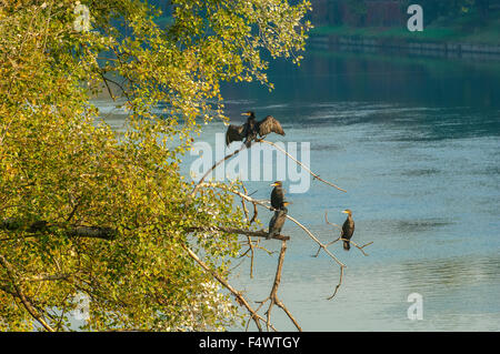 Italy Piedmont Turin 23th October 2015 Autumn in Valentino Park - cormorants Credit:  Realy Easy Star/Alamy Live News Stock Photo