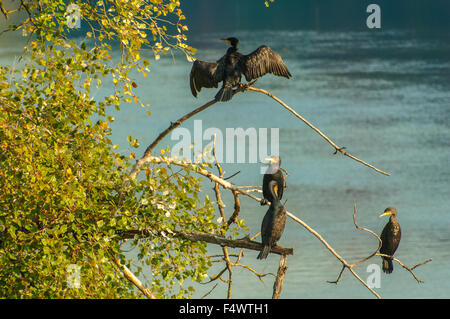 Italy Piedmont Turin 23th October 2015 Autumn in Valentino Park - cormorants Credit:  Realy Easy Star/Alamy Live News Stock Photo