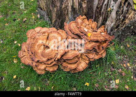 Giant polypore bracket fungus / black-staining polypore (Meripilus giganteus / Polyporus giganteus) on tree-stump Stock Photo