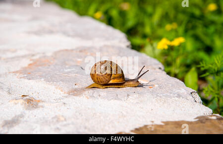 snail crawling along a wall Stock Photo
