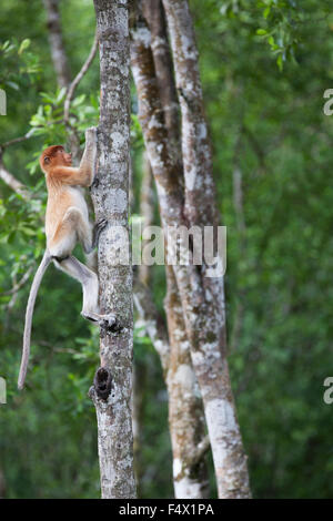 Proboscis Monkey (Nasalis larvatus) young male climbing tree  in Bornean coastal mangrove forest, Malaysia Stock Photo