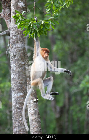 Proboscis Monkey (Nasalis larvatus) swinging from tree branch in Bornean mangrove forest, Sabah, Malaysia Stock Photo