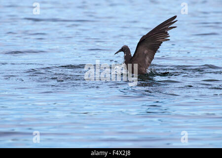 Brown Noddy tern (Anous stolidus) diving Stock Photo