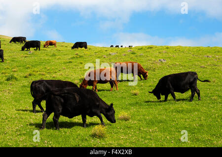 Cattle in Anna Ranch and countryside; Waimea, Island of Hawaii, Hawaii, United States of America. Hawaii, HI, Waimea, ranch hous Stock Photo