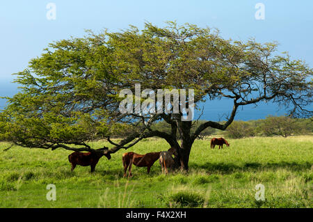 Horses in Puakea Bay Ranch. Located at the northern tip of the Big Island of Hawaii, 3 miles south of the historic town of Hawi, Stock Photo