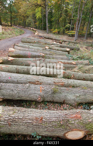 Wyre Forest near Bewdley, Worcestershire, England, UK. 23rd October 2015. Sustainable conservation or commercial pressures ?. Over 100 mature Oak trees ranging from 70 to 150 years old lie on a forest road after being felled by the Forestry Commission in the Wyre Forest near Bewdley, Worcestershire, England, UK Credit:  paul weston/Alamy Live News Stock Photo