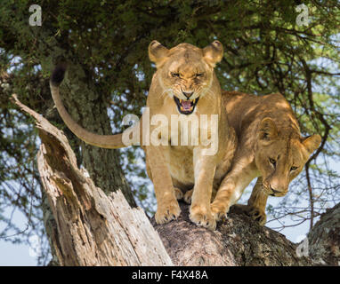 Two tree climbing lions trying to pass each other, Serengeti National Park, Tanzania Stock Photo
