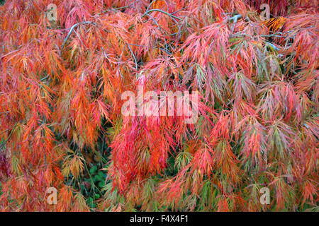 Autumn foliage on  Weeping Japanese Maple also known as Weeping Japanese Acer. The leaves create a feathery pattern of coral, green and pink Stock Photo