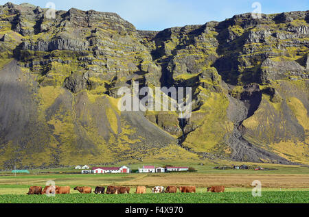 Herd of cows in from of the the rocky cliffs and waterfall just east of Seljalandsfoss, Iceland Stock Photo