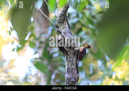 Orange-backed Woodpecker (Reinwardtipicus validus) in Malaysia Stock Photo