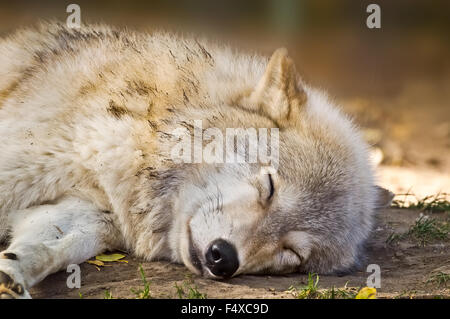 Gray wolf sleeping in the shade to escape the autumn sun. Stock Photo