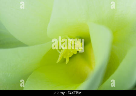 'Bauhinia Tomentosa' or 'Yellow Bell Orchid flower with soft focus macro Stock Photo