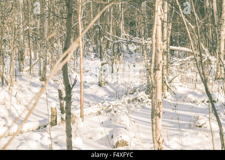Fallen trees in the snow in the winter forest Stock Photo