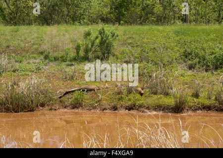 A photograph of some American alligators in the wild near Savannah in Georgia. Stock Photo