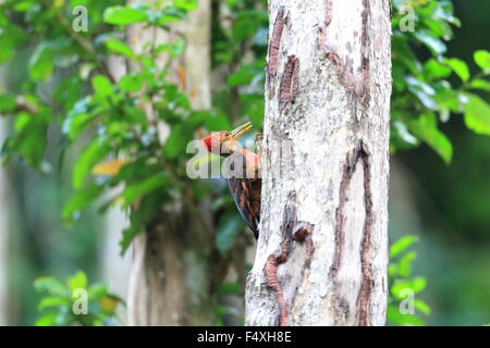Orange-backed Woodpecker (Reinwardtipicus validus) in Malaysia Stock Photo