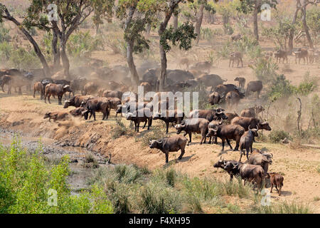 Large herd of African buffaloes (Syncerus caffer) at a river, Kruger National Park, South Africa Stock Photo