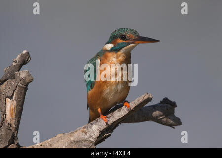 Kingfisher in Andalucia Stock Photo