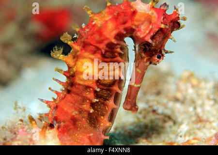 Spiny Seahorse (Hippocampus Histrix, aka Thorny Seahorse). Padang Bai, Bali, Indonesia Stock Photo