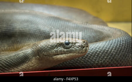 Python in the terrarium Stock Photo