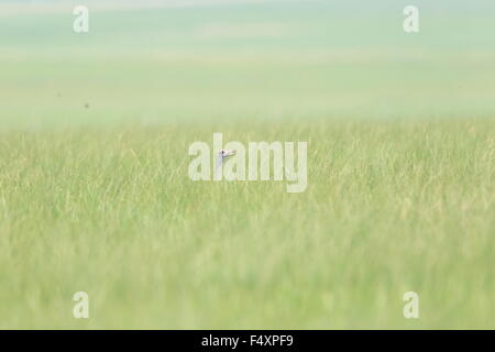 Great Bustard (Otis tarda) female in North China Stock Photo