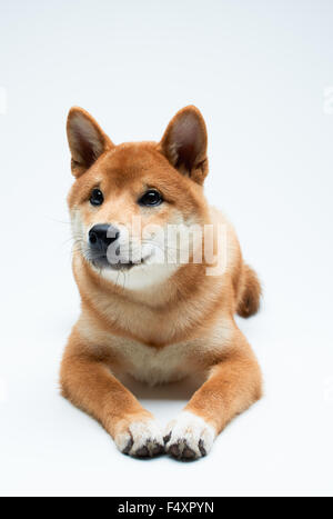 Qute and adorable shiba inu puppy on pure white background Stock Photo