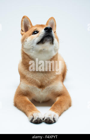 Qute and adorable shiba inu puppy on pure white background Stock Photo