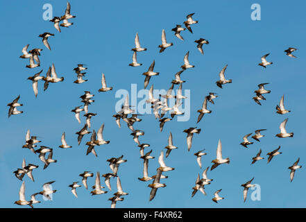 European Golden Plover Pluvialis apricaria adult non-breeding flock in flight Stock Photo