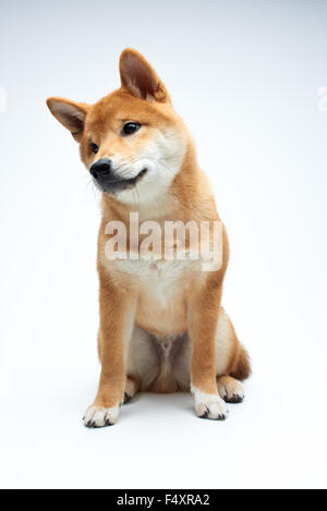 Qute and adorable shiba inu puppy on pure white background Stock Photo