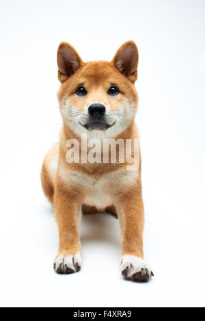 Qute and adorable shiba inu puppy on pure white background Stock Photo