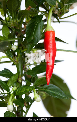 young seedling of chili pepper on white background Stock Photo