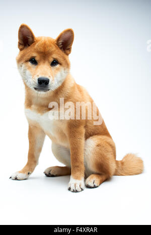 Qute and adorable shiba inu puppy on pure white background Stock Photo