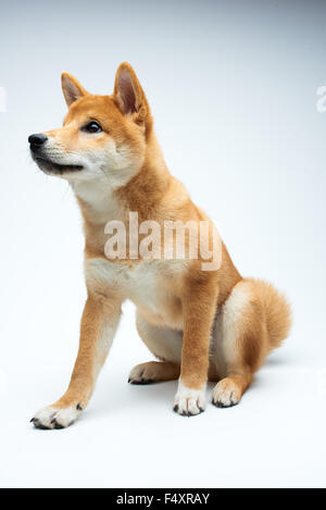 Qute and adorable shiba inu puppy on pure white background Stock Photo