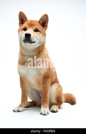 Qute and adorable shiba inu puppy on pure white background Stock Photo