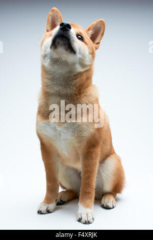 Qute and adorable shiba inu puppy on pure white background Stock Photo