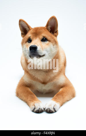 Qute and adorable shiba inu puppy on pure white background Stock Photo